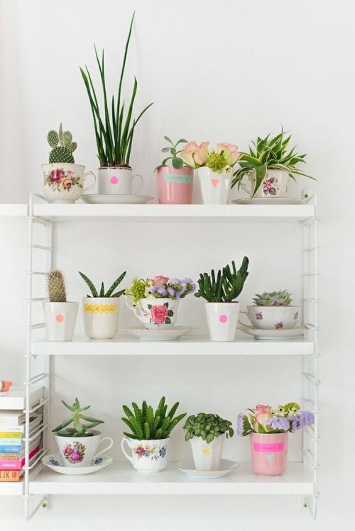 manic monday: succulent plants in tea cups / Hema (my ideal home...) -   13 plants Decor cups ideas