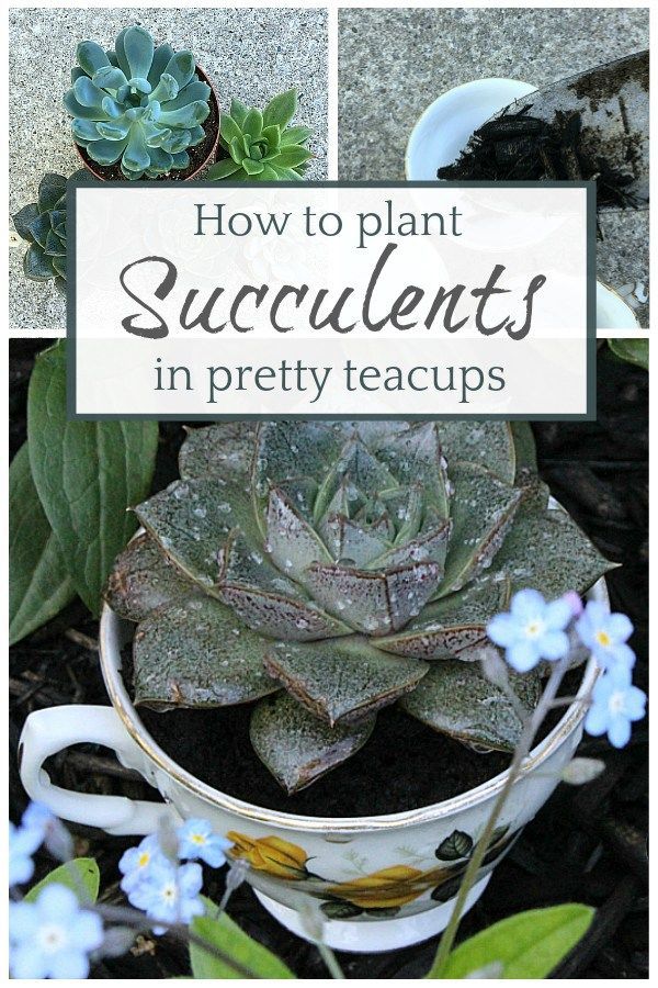 How to Plant Succulents in Pretty Tea Cups -   13 plants Decor cups ideas