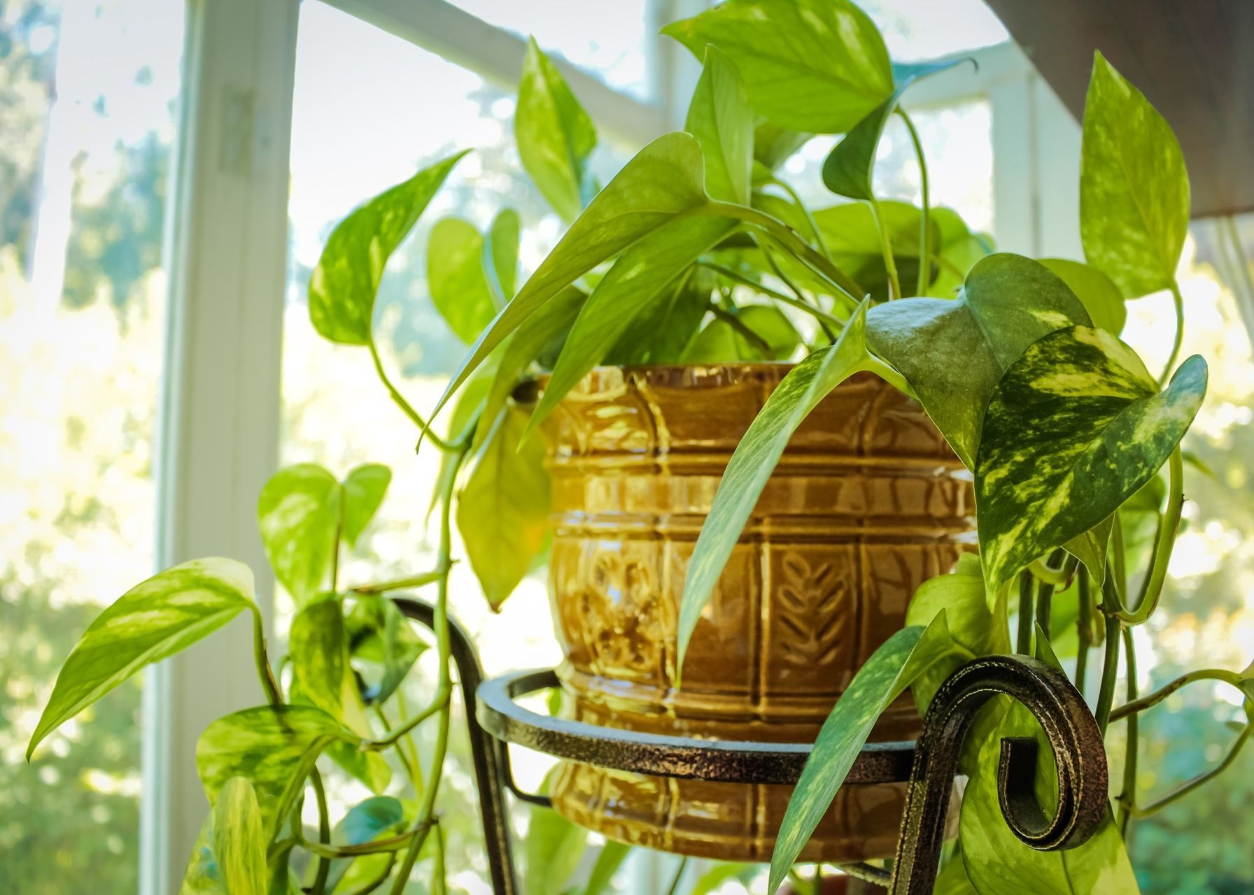 Houseplant Care Guide -   13 plants Decor cups ideas