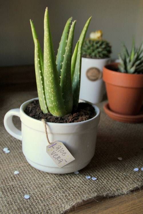 13 plants Decor cups ideas