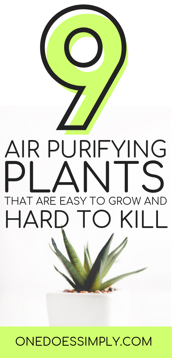 9 Air Purifying Plants That Are Super Easy to Grow (Every Gardening Beginner Should Know) -   13 plants Decor cups ideas