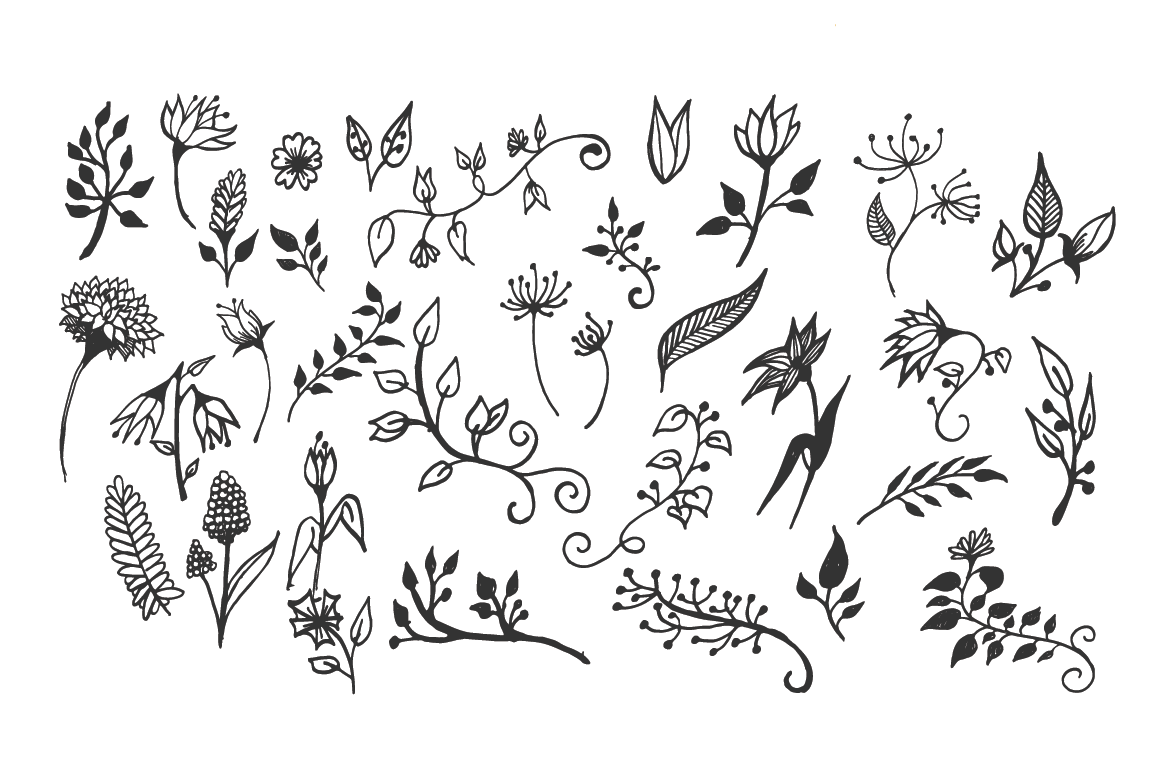 150 Hand-Drawn Floral Illustrations -   13 plants Drawing link ideas