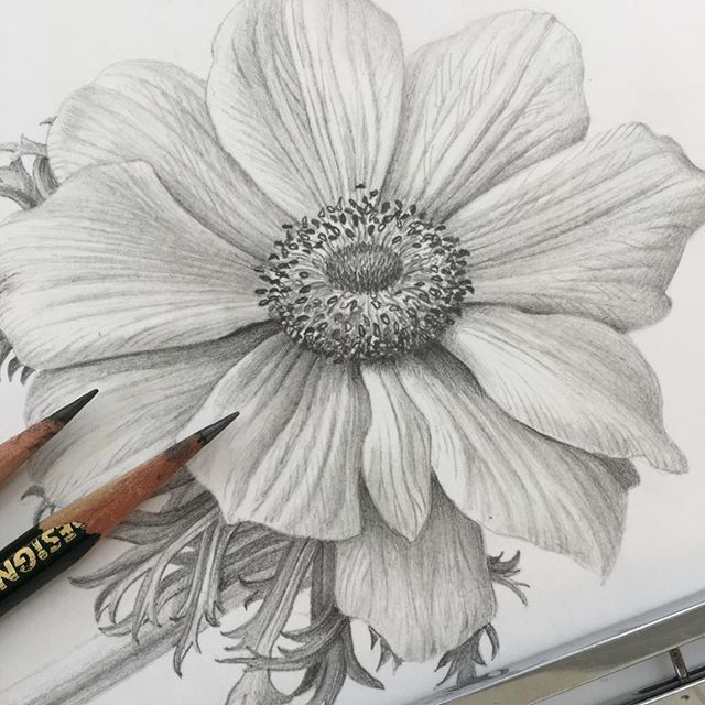 Tips and Techniques For Realistic Colored Pencil Artists -   13 plants Drawing link ideas