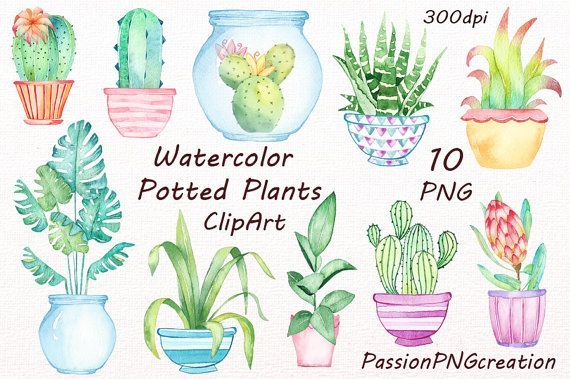 Watercolor potted plants clipart, potted plants, cactus, pots, clip art, png, instant download, For Personal and Commercial Use -   13 plants Drawing link ideas