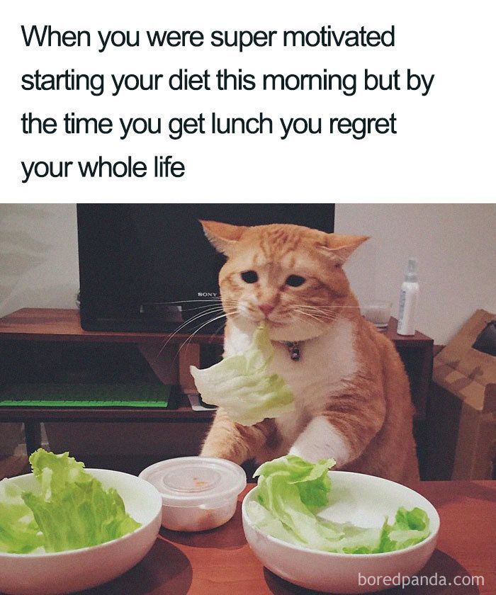 30 Of The Funniest Weight Loss And Diet Memes -   14 diet Humor memes ideas