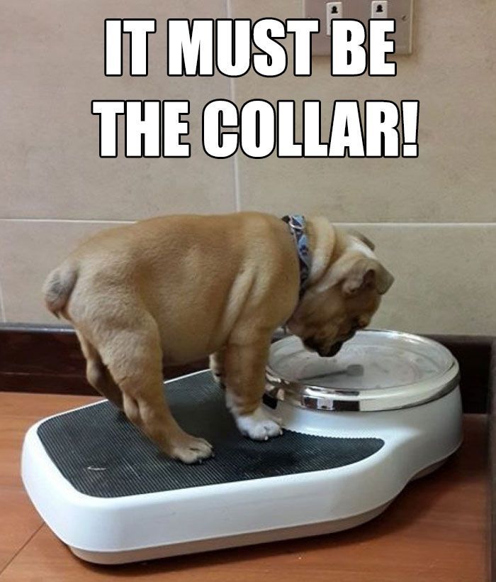30 Of The Funniest Weight Loss And Diet Memes -   14 diet Humor memes ideas