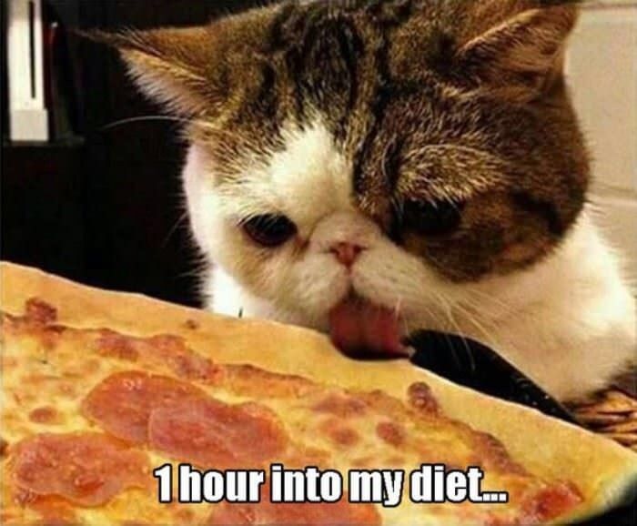 20 VERY Funny Diet Memes -   14 diet Humor memes ideas