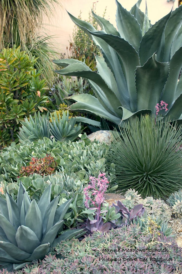 Xeriscaping, Drought Tolerant Land Cover -   14 plants House concept ideas