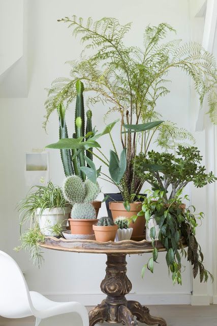 14 plants House concept ideas
