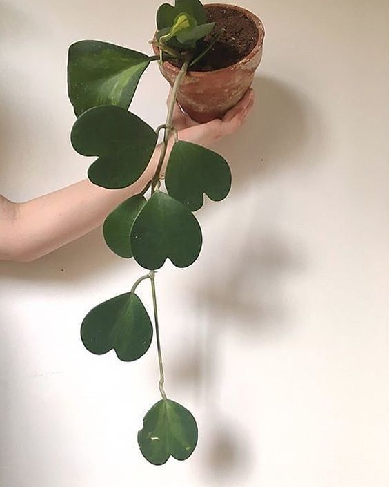 15+ Beautiful Hanging Plants Ideas -   14 plants House concept ideas