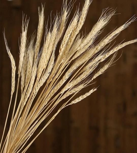 Bunch of Dried Wheat, Rustic Dried Floral Arrangement, Naturally Dried Plant -   15 dried plants Art ideas