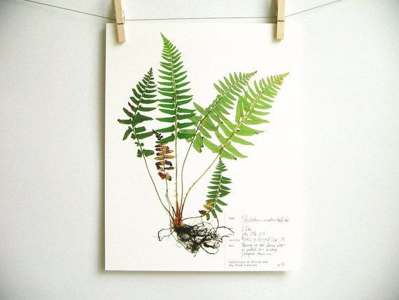 Fern Print; pressed botanical pressed plant pressed fern botanical print herbarium specimen art scientific art dried plant with roots art -   15 dried plants Art ideas