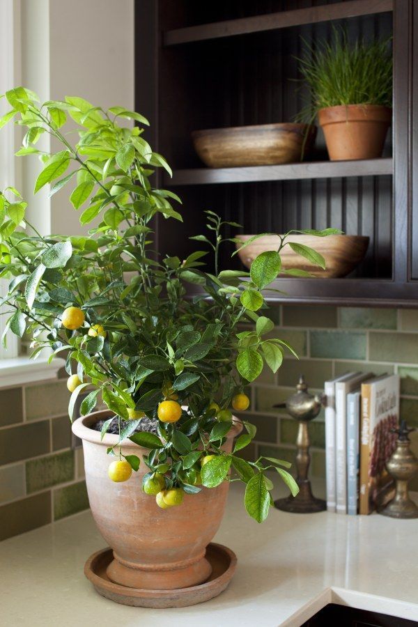 How To Grow A Lemon Tree - Indoor Plant Guide -   15 plants Balcony house ideas