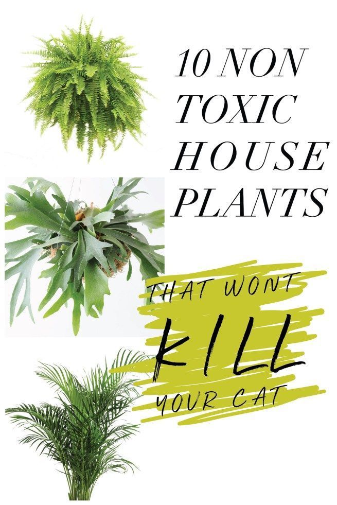 10 Non Toxic Houseplants That Won't Kill Your Pretty Kitty -   15 plants Balcony house ideas
