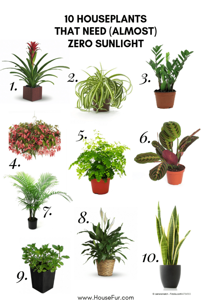 10 Houseplants That Need (Almost) Zero Sunlight -   15 plants Balcony house ideas