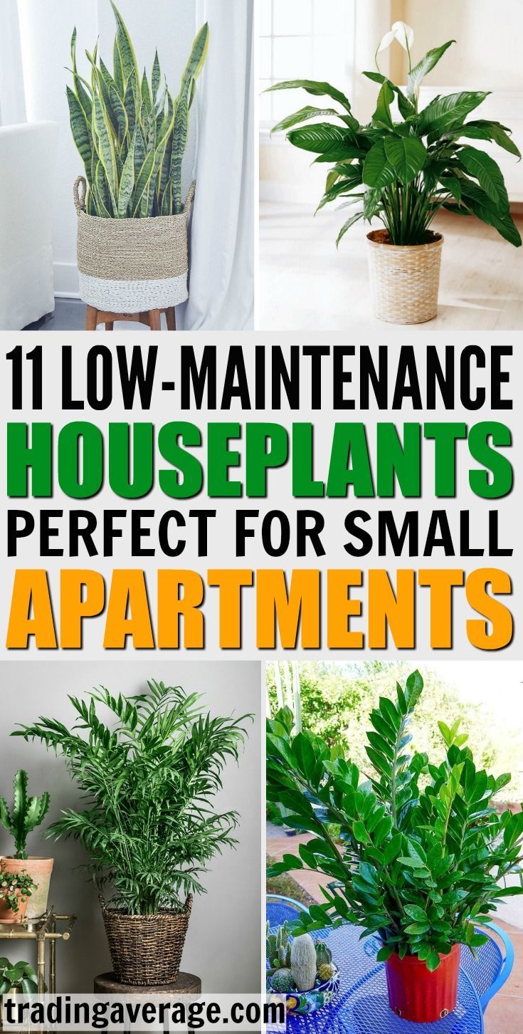 11 Houseplants That Don't Need A Lot of Sunlight To Grow -   16 planting Apartment diy ideas