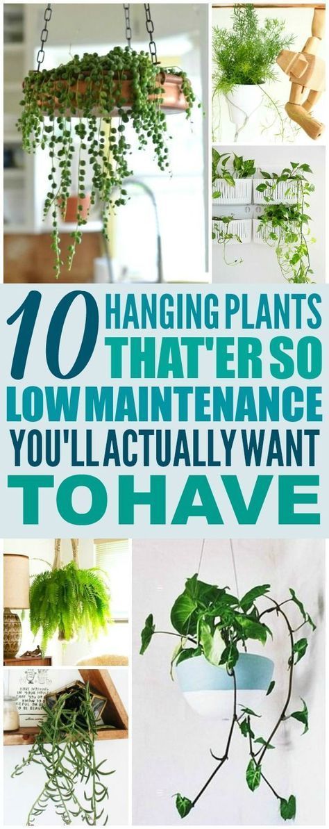 10 Hard to Kill Hanging Plants That'll Make Your Home Look Amazing -   16 planting Apartment diy ideas
