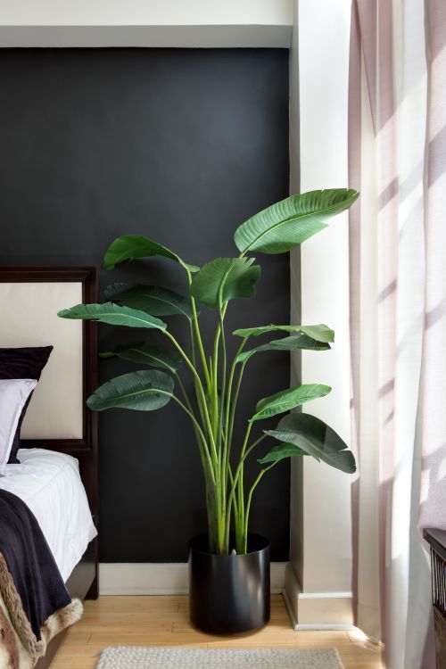 Birds of Paradise Are Huge Green, Tropical Bang For Your Buck -   16 planting Apartment diy ideas