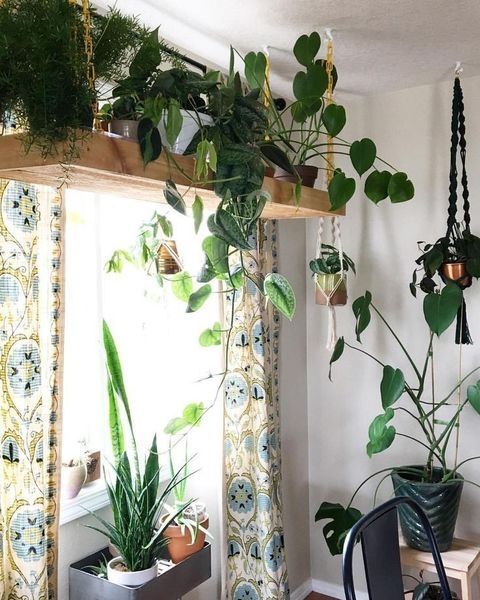 38 Beautiful Hanging Plants Ideas for Indoor Design -   17 indoor plants Background ideas