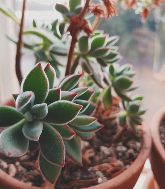 9 Low-Maintenance Indoor Succulents That Are Safe For Dogs -   17 indoor plants Background ideas