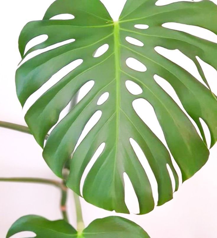 Monstera Monday with Swiss Cheese Plant Care -   17 indoor plants Background ideas