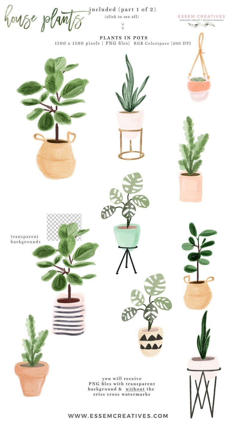 17 indoor plants Background ideas