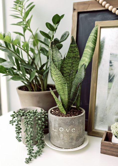 Indoor Plants Made for a Black Thumb -   17 indoor plants Background ideas