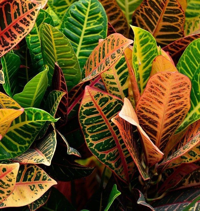 Colorful Indoor Plants -   17 indoor plants Background ideas