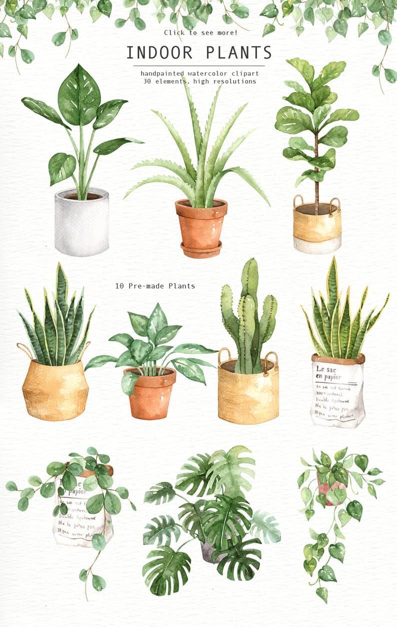 17 indoor plants Background ideas