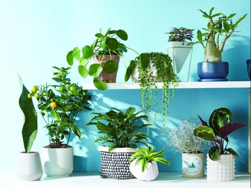 20 Easy House Plants -   17 indoor plants Background ideas