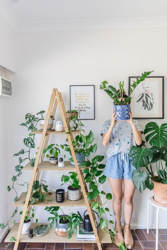 Indoor plant guide - 5 beginner plants you can't kill -   17 plants Stand inspiration ideas