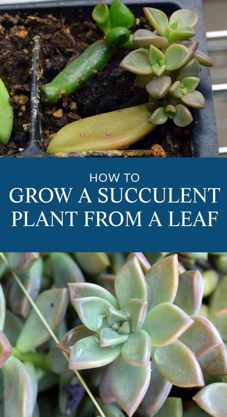 How to Grow Succulents from A Leaf - New Succulents for Free -   18 plants Growing watches ideas