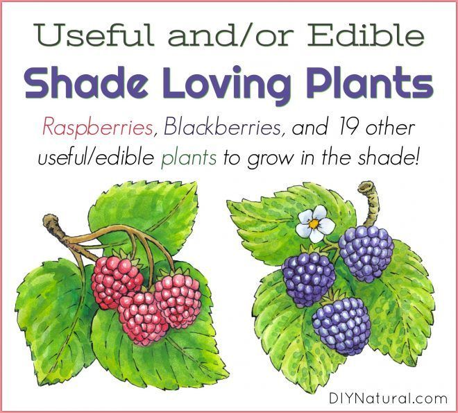 Shade Plants: Edible and Medicinal to Plants to Grow in Shady Areas -   18 plants Growing watches ideas