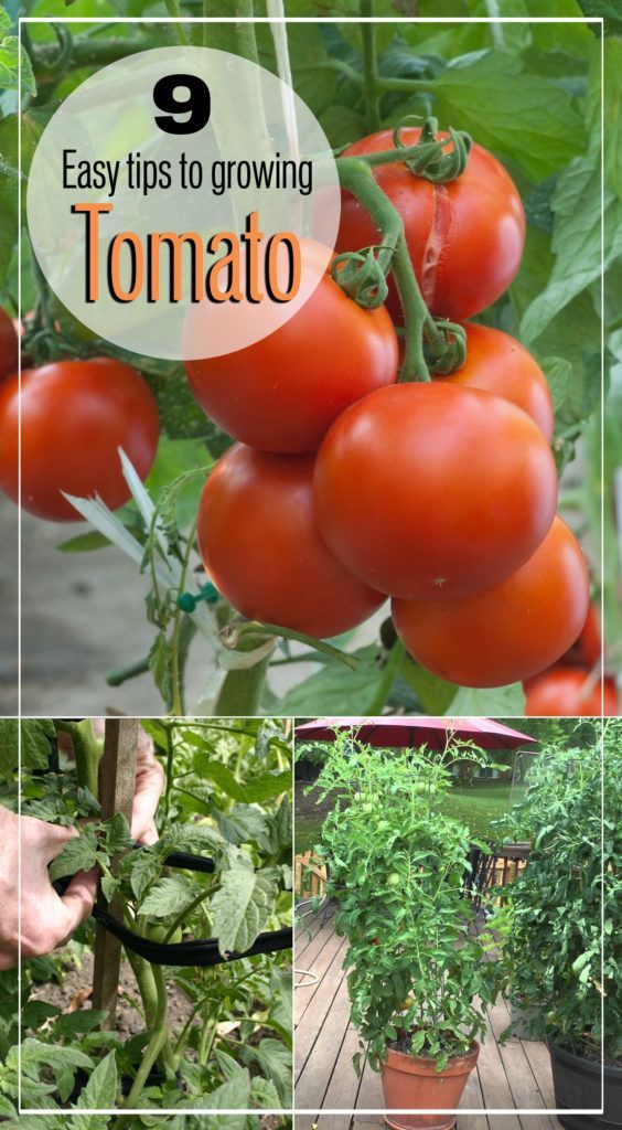 9 Easy tips to Growing Tomato plant -   18 plants Growing watches ideas