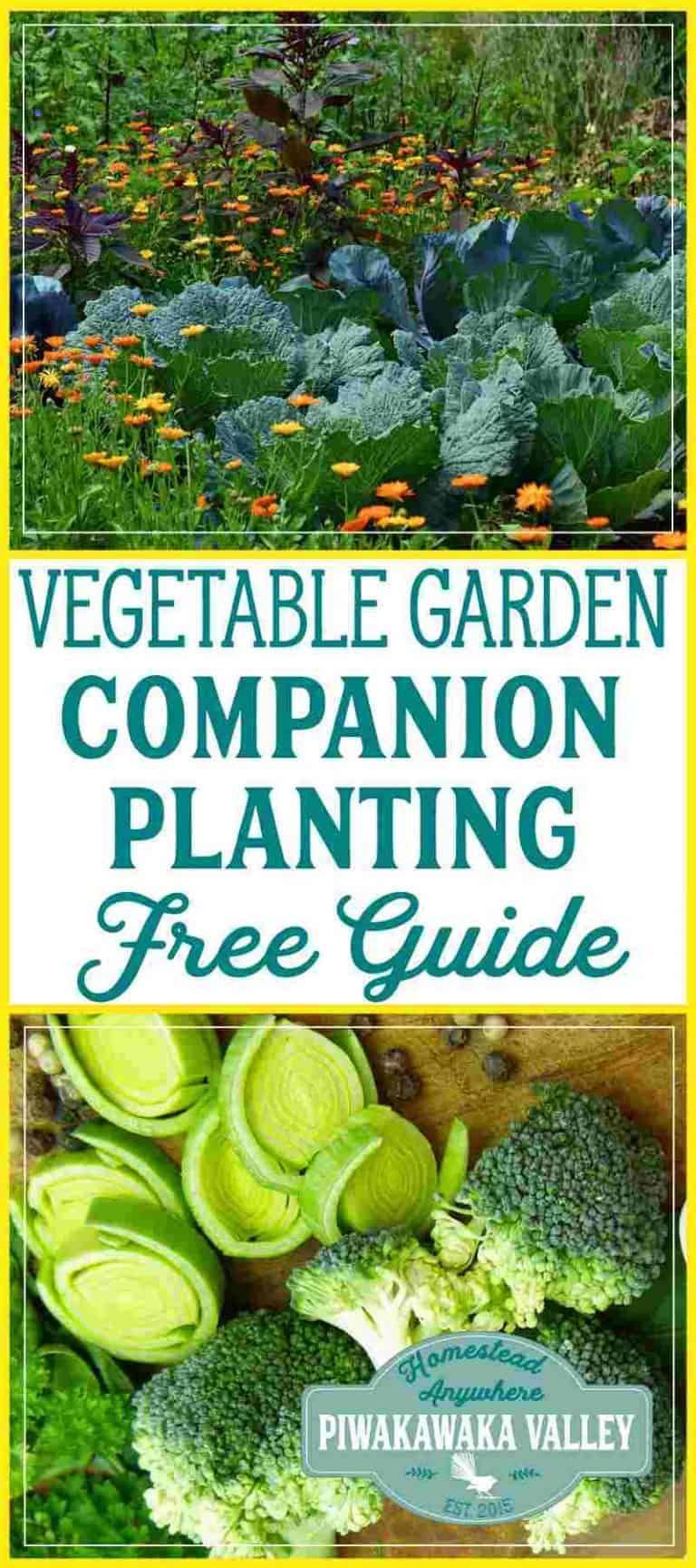 Companion Planting Chart for Vegetables and Herbs -   18 plants Growing watches ideas
