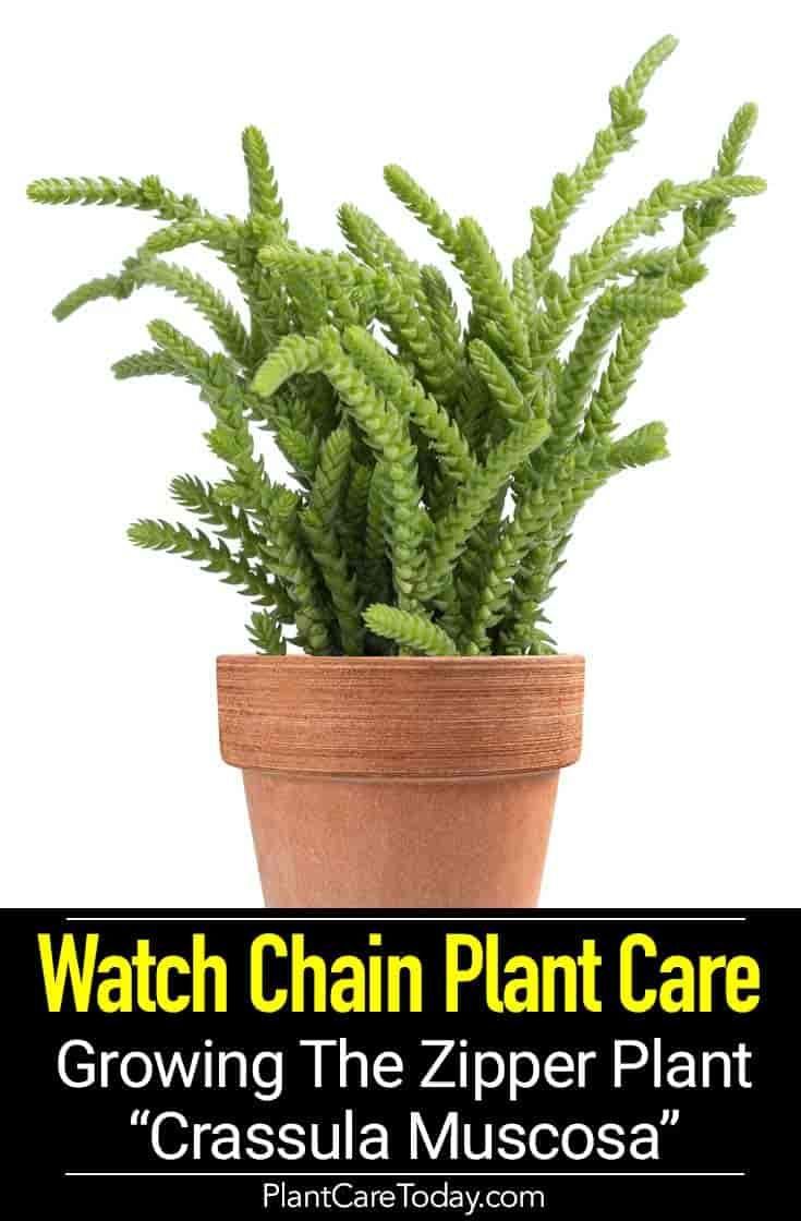 Growing Crassula Muscosa: Tips On Watch Chain Plant Care -   18 plants Growing watches ideas
