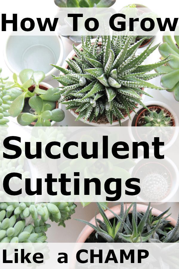 Growing Succulent Cuttings (Great Must Watch Video and Tips!) -   18 plants Growing watches ideas