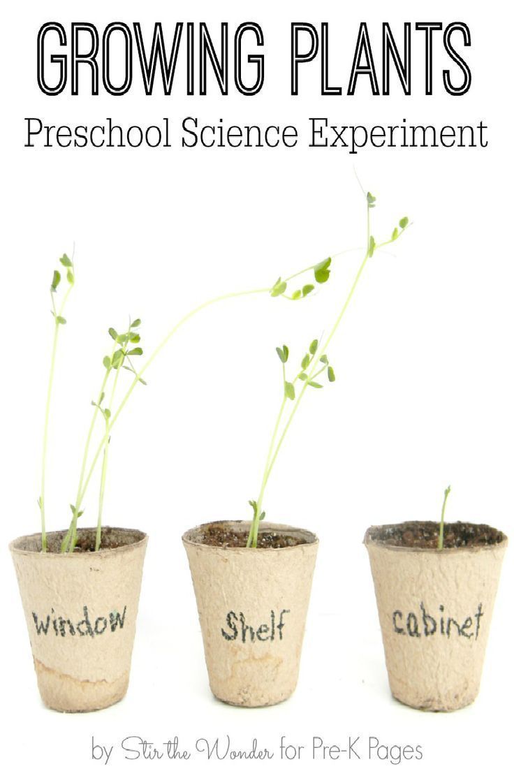 Science for Kids: Growing Plants Experiment -   18 plants Growing watches ideas