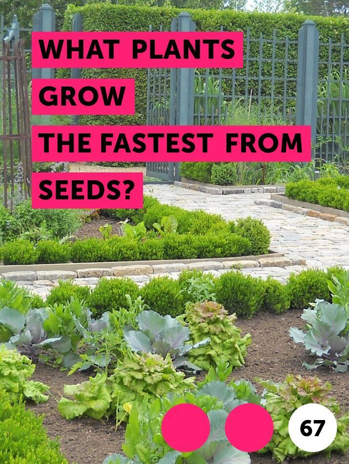 What Plants Grow the Fastest From Seeds? -   18 plants Growing watches ideas
