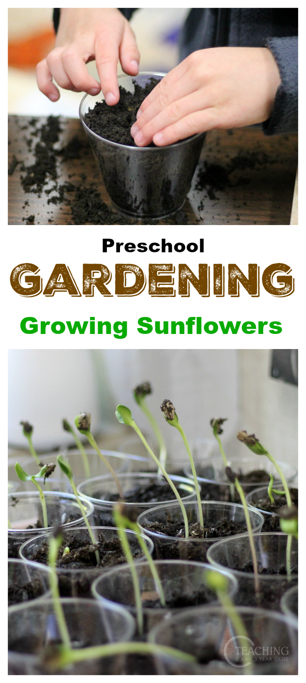Our Favorite Preschool Garden Activity with Sunflowers -   18 plants Growing watches ideas