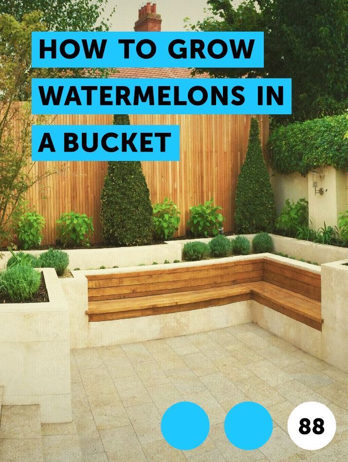 How to Grow Watermelons in a Bucket -   18 plants Growing watches ideas