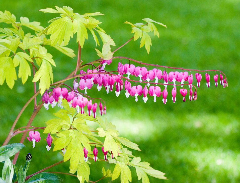These Beautiful Perennials Will Grow Under Trees -   20 plants Flowers around trees ideas