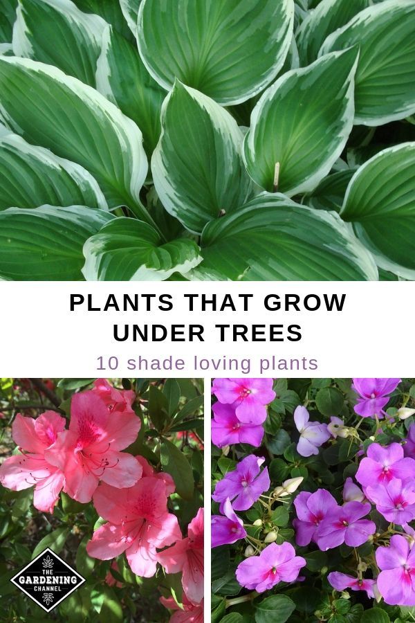10 Plants That Grow Well Under Trees -   20 plants Flowers around trees ideas