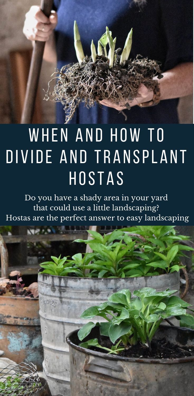 When and How to Divide and Transplant Hostas -   20 plants Flowers around trees ideas