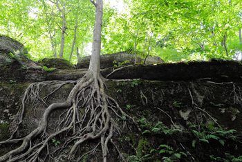 How to Landscape Around Tree Trunks & Roots -   20 plants Flowers around trees ideas