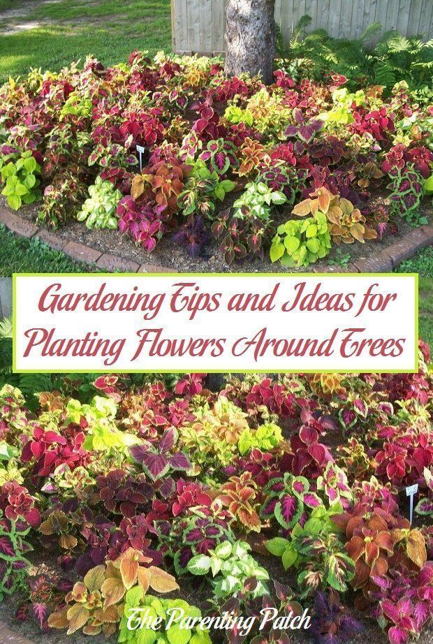 Gardening Tips and Ideas for Planting Flowers Around Trees -   20 plants Flowers around trees ideas