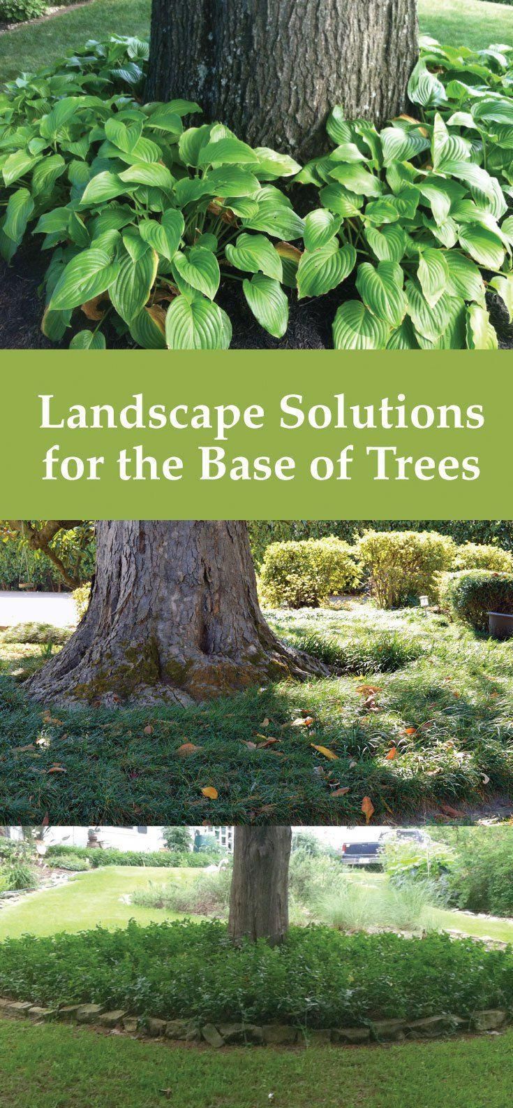 The Best Ideas for Landscaping Around Trees -   20 plants Flowers around trees ideas