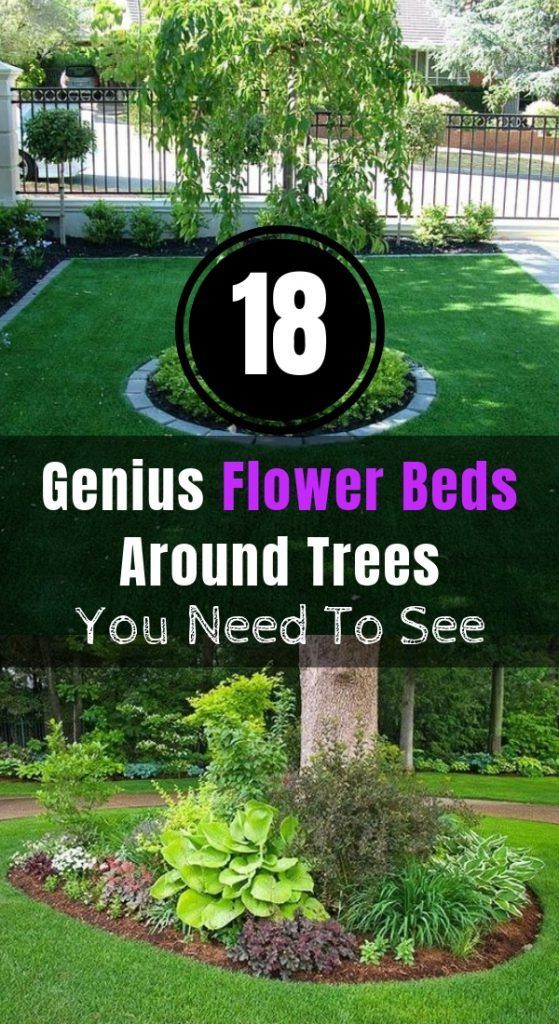 20 plants Flowers around trees ideas