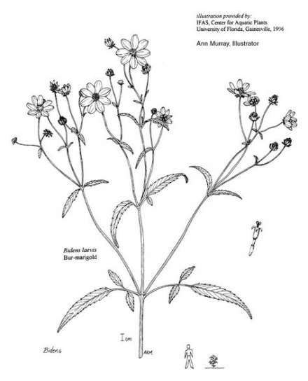 7 planting Sketch botanical ideas