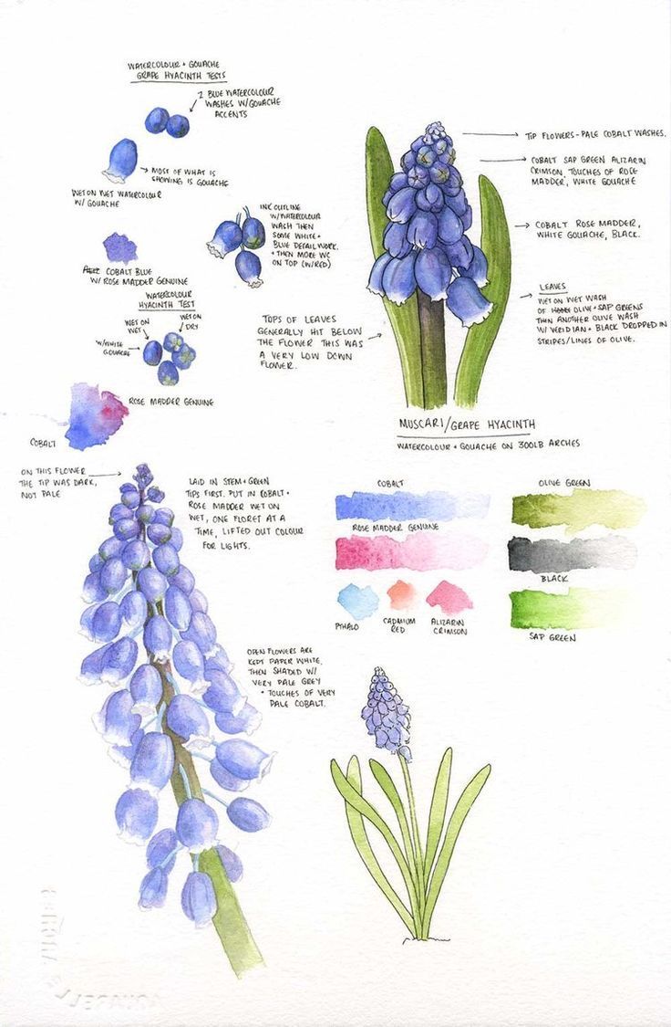 Mar 15 Muscari (Grape Hyacinth) Botanical Studies -   7 planting Sketch botanical ideas